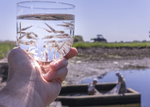 Walleye pond harvest