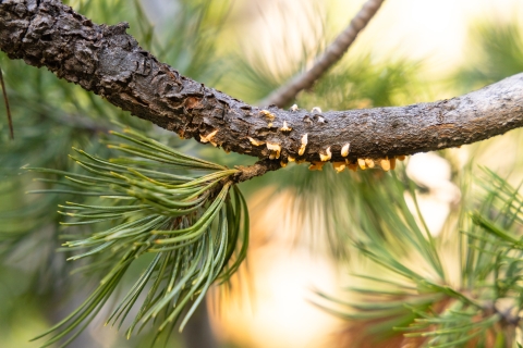 A evergreen tree branch with mushroom-like orange nodules growing from cracks in the bark. 