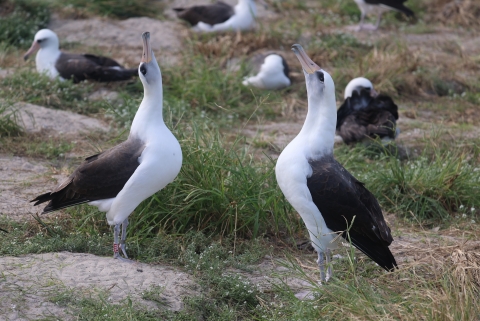 Wisdom (left) dancing with a neighbor albatross near her nest site.