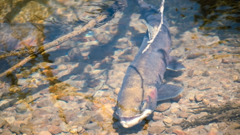 A large fish is pictured swimming in a stream.