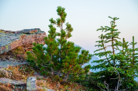 Two small evergreen trees sprout on the edge of a cliff. 