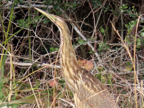 Brown, white striped stretched-neck American Bittern with long sharp bill looking straight up in a frozen stance has great camouflage coloring next to thick brush and bushes.