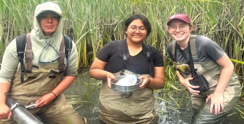 Three Service interns standing in water holding invertebrate sampling equipment. Aquatic vegetation in the background.