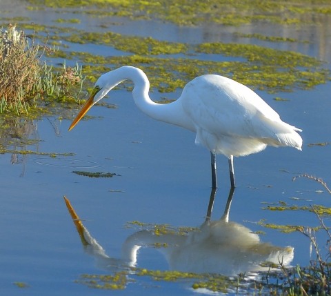 Tall white bird standing in water with it's long neck and bill pointed down hunting for food.for food