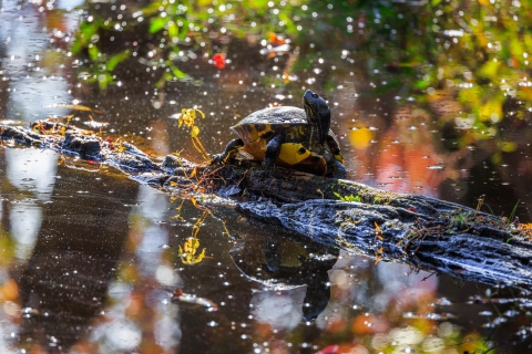 A turtle with a yellow belly, rests on a log in a water-filled ditch. 