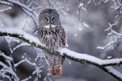 Great gray owl perched on a snowy branch.