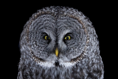 Closeup of a great gray owl face on black background
