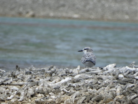 Grey back tern chick standing on dead corals on shore at Palmyra Atoll NWR