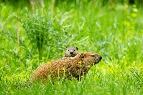young groundhog looks over mother as they lounge in some tall grass and wildflowers.