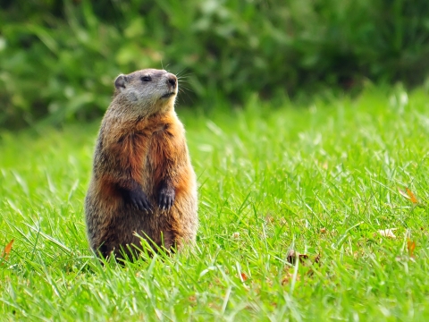 groundhog standing in grass