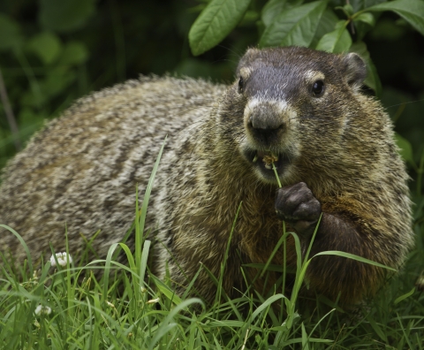 closeup view of a groundhog grasping a flower and eating it