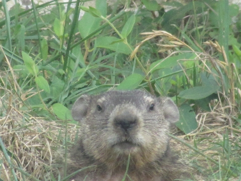 A close up view of a groundhog sticking its head out of a hole in the ground.