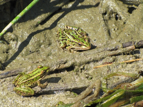 Leopard frog