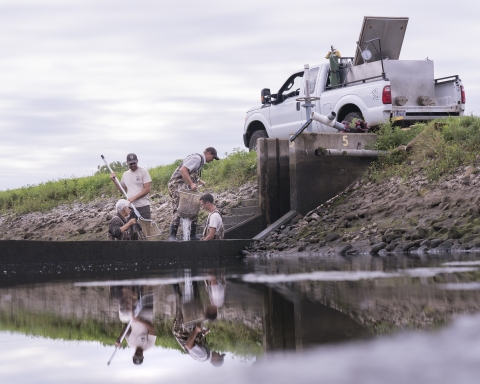 Harvesting at hatchery pond