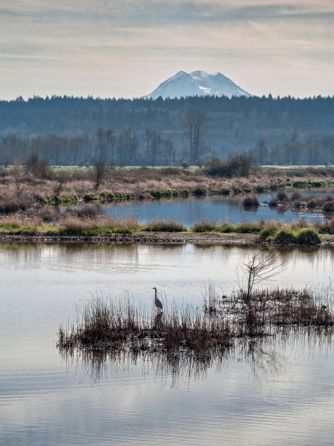 A heron is reflected in wetland waters, Mount Rainier rising above a low ridge in the background.