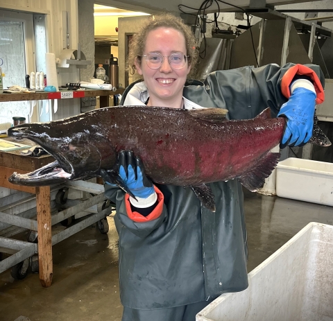 Service intern, Kathleen Gerard, holding an adult male coho salmon in the Makah National Fish Hatchery spawning room. 
