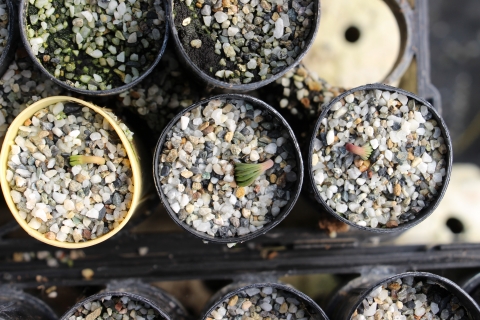 Small pine seedlings pop up through pebble soil in tiny plastic pots. 