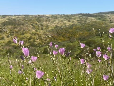 green field with purple flowers and hills in background