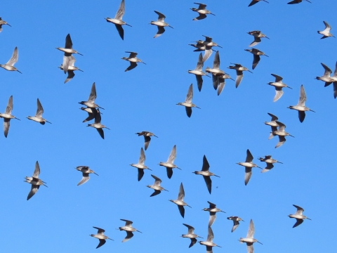 Flock of long-billed, gray, brown and white birds flying against a bright Blue, cloudless sky