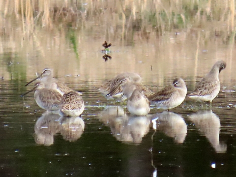 Flock of white, gray and brown Long-billed Dowitcher standing in water feeding.