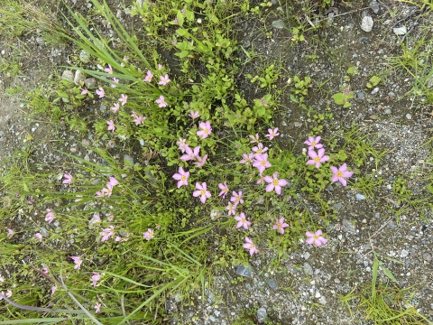Tiny pink flowers on stems with light green leaves grow in sandy soil