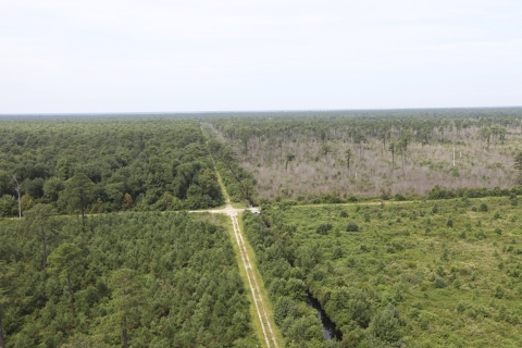 Two dirt roads cut through Great Dismal Swamp and intersect in a cross. There are ditches of water that run adjacent along one side of each road.
