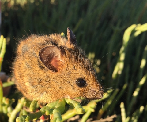 A small brown mouse in marsh grasses