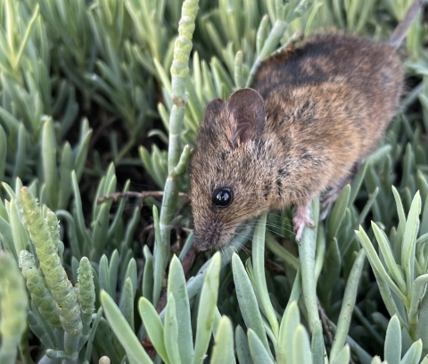 A small brown mouse in marsh grasses.