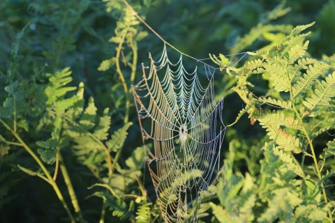 Spiderweb with rainbow colors