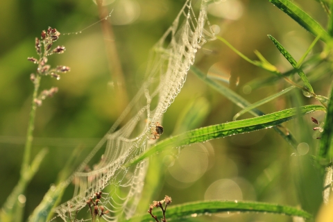 Spider on web
