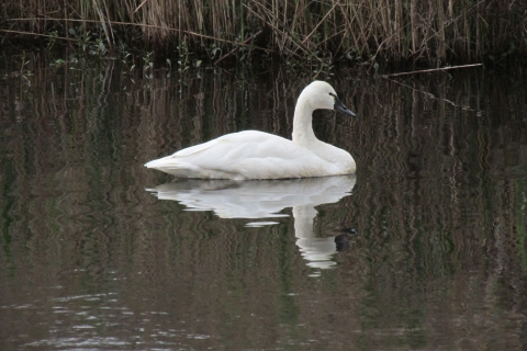 A swan sits on calm, dark waters with brown reeds in the background