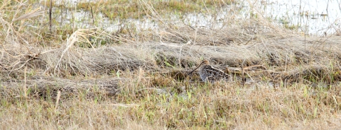 Wilson's Snipe in Klum Wetland Management District