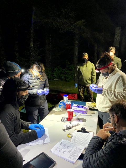 Six researchers with headlamps on at night gather around a table with bat data collection equipment on it. 