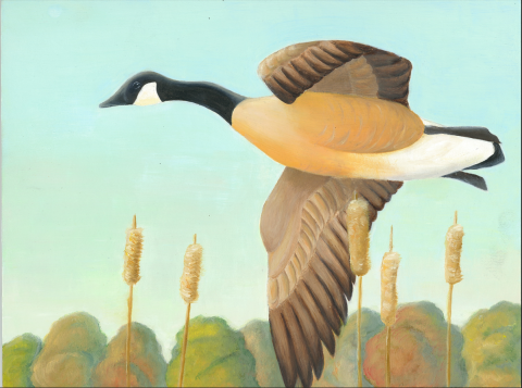 Canada goose flying above cat tails and trees