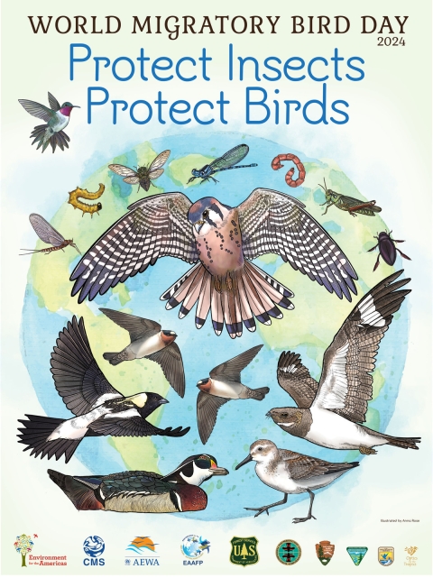 8 birds and 8 insects on a poster with the words World Migratory Bird Day 2024 Protect Insects Protect Birds