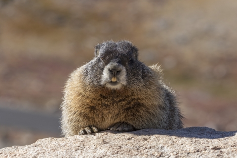 Photo of a yellow-bellied marmot sitting on a rock