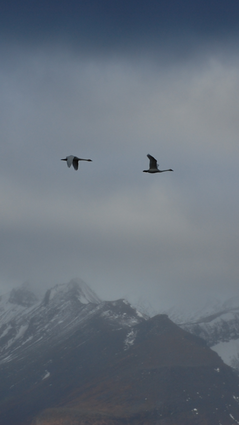 Two tundra swans fly together in a dark sky with mountains in the background.