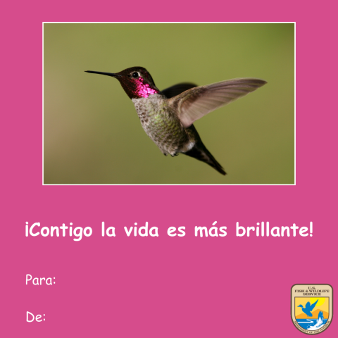 Gráfico de una tarjeta rosada del Día de San Valentín con una foto de un colibrí de Ana (Calypte anna) volando. Texto debajo que lee “¡Contigo la vida es más brillante!” y “para y de.” Logotipo del Servicio para Peces y Vida Silvestre de los Estados Unidos (USFWS) en la esquina inferior derecha. 
