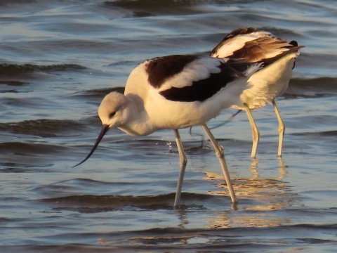 2 black & white, long-legged American Avocets wade in blue water. They have a long, upturned bill.