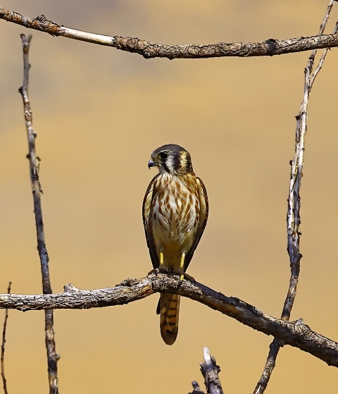 Kestrel perched on the branch of a tree