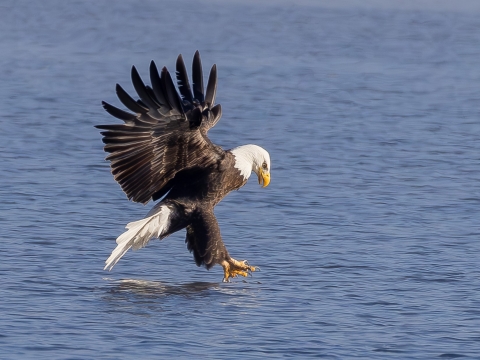 Bald eagle fishing from a lake