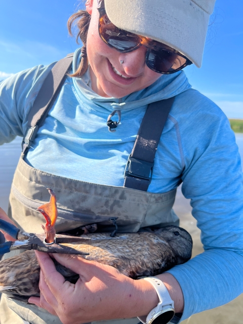A smiling biologist wearing chest waders, sunglasses, and a hat bands a duck by holding its leg and securing a metal band around its foot.