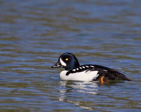 A male Barrow's goldeneye duck swims on the water.