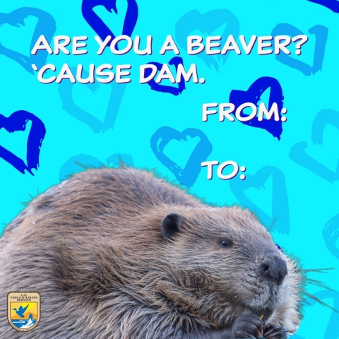 A graphic is made to look like a Valentine’s Day card with hearts and designs. A large beaver with text that says Are You A Beaver, ‘Cause Dam.