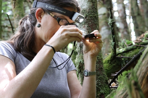 FWS Biologist examines a Spruce-Fir Spider in Asheville, NC