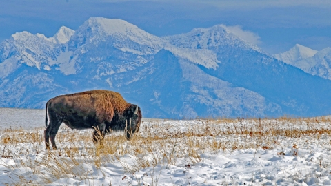 Bison standing in a snowy field. Mountains are visible in the distance.
