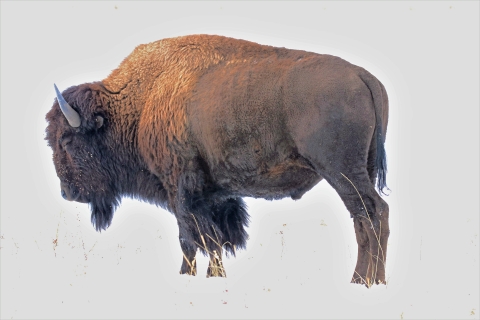 American bison