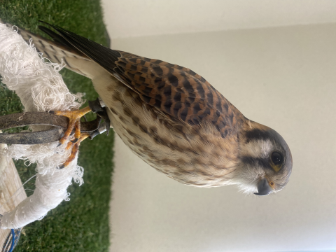Bluey, the American Kestrel at Patuxent Research Refuge 