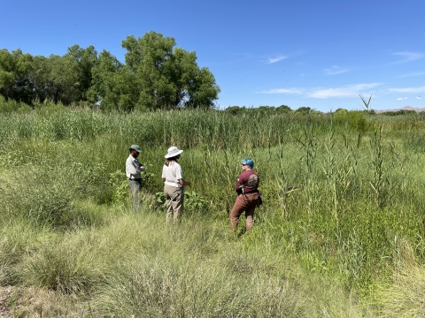 Three people stand in a field 
