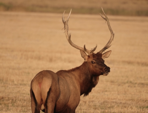 Bull elk standing in a field